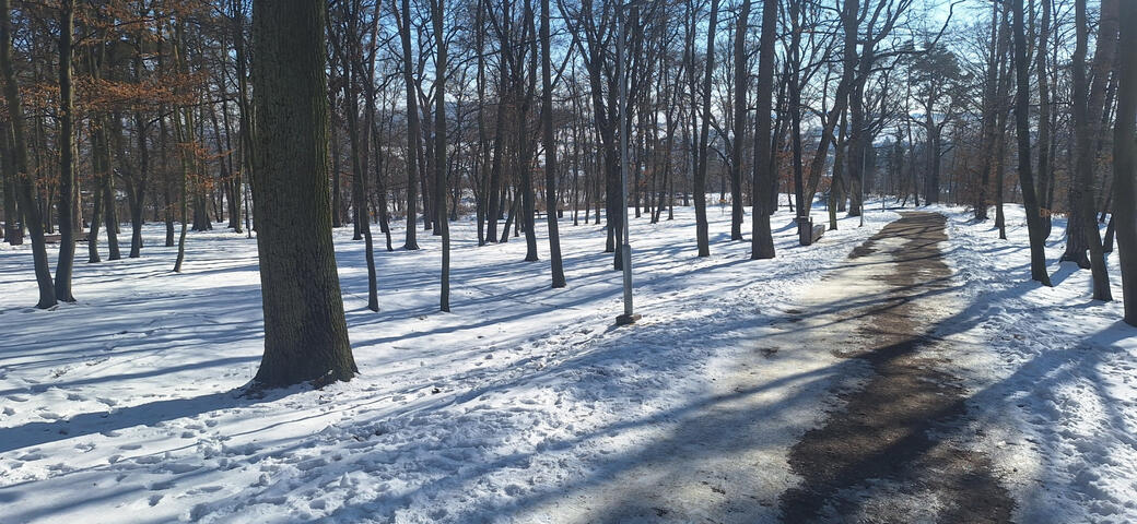 Winter forrest