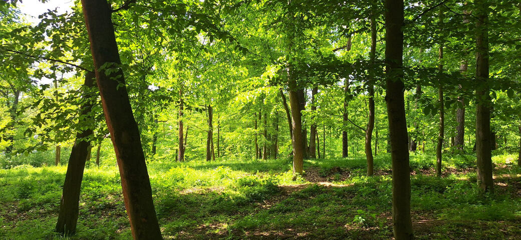 Forrest walk
